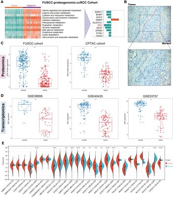 Multi-omics profiles refine L-dopa decarboxylase (DDC) as a reliable biomarker for prognosis and immune microenvironment of clear cell renal cell carcinoma